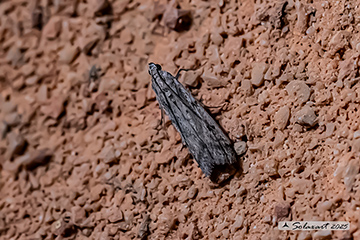 Ephestia kuehniella
