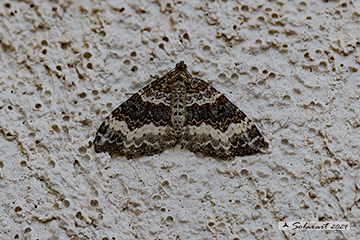Epirrhoe alternata