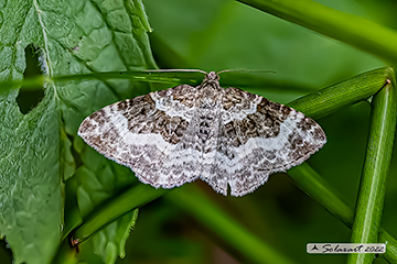 Epirrhoe rivata