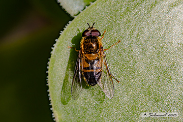 Epistrophe eligans