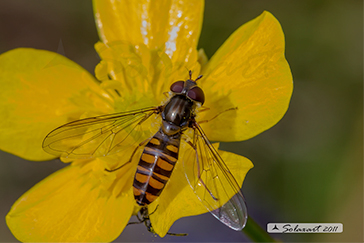 Episyrphus balteatus