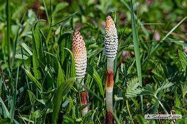 Equisetum telmateia