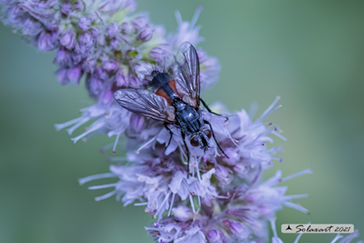 Eurithia intermedia
