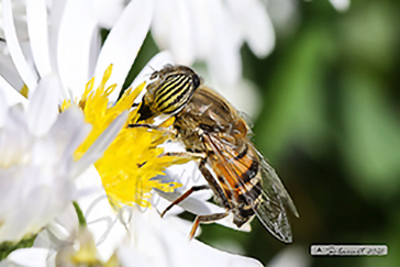 Eristalinus taeniops