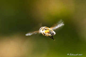 Eristalis tenax