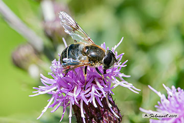 Eristalis alpina