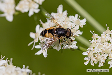 Eristalis arbustorum