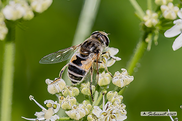 Eristalis horticola