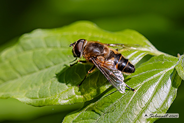 Eristalis pertinax
