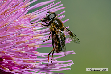 Eristalis rupium