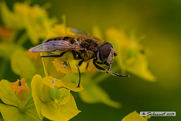 Eristalis similis