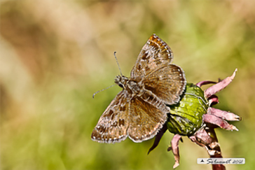 Erynnis tages - Dingy Skipper