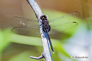 Erythemis plebeja