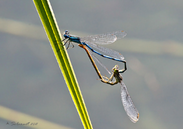 Erythromma lindenii