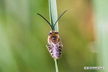 Eucera longicornis o Eucera tuberculata - Long-horned Bee