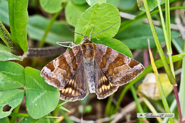 Euchlidia gliphyca - Burnet Companion Moth