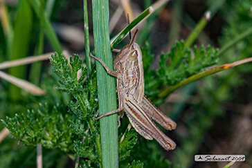 Euchorthippus declivus