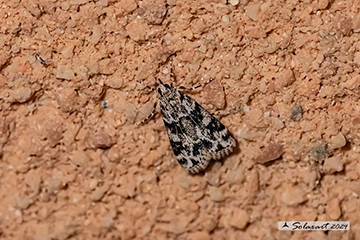 Eudonia delunella