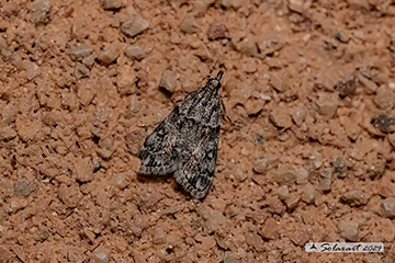 Eudonia lacustrata