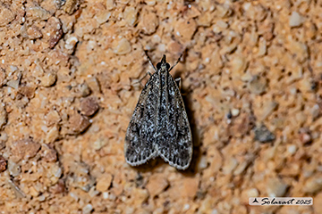 Eudonia truncicolella