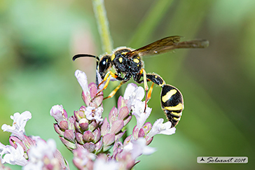 Eumenes subpomiformis
