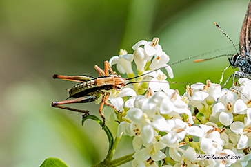 Eupholidoptera chabrieri