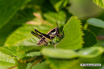 Eupholidoptera_magnifica