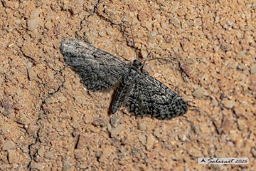 Eupithecia pusillata