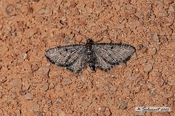 Eupithecia subfuscata