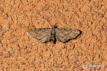 Eupithecia tripunctaria