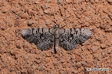 Eupithecia venosata