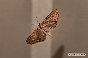 Eupithecia virgaureata