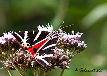 Euplagia quadripunctaria