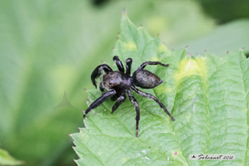 Evarcha arcuata (generic: jumping spider)