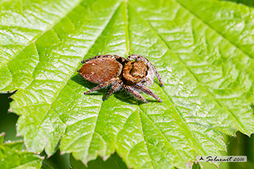 Evarcha falcata (generic: jumping spider)