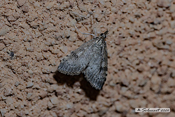 Evergestis sophialis