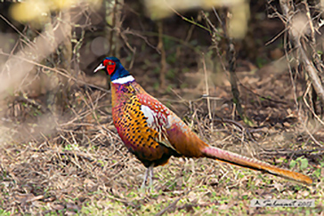 Phasianus colchicus : Fagiano; Pheasant