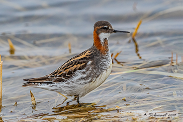 Red-necked phalarope, Phalaropus lobatus - Falaropo_beccosottile