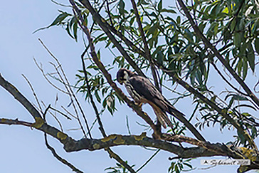 Falco subbuteo - Lodolaio