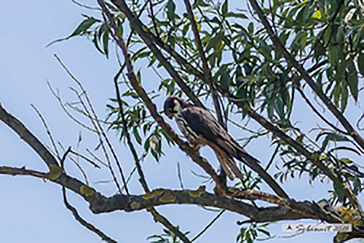 Eurasian Hobby, Lodolaio