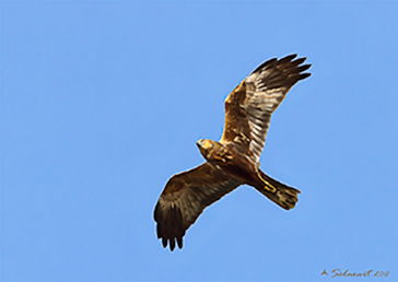 Falco di palude - (Circus aeruginosus) - Western Marsh Harrier