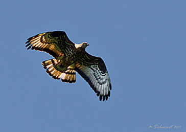 European Honey Buzzard, Falco pecchiaiolo