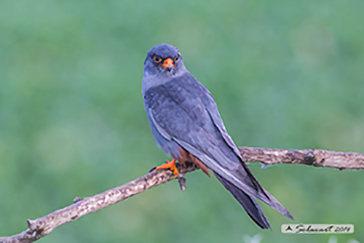 Red-footed falcon, Falco cuculo