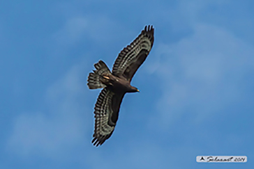 European Honey Buzzard black; Falco pecchiaiolo morfismo scuro