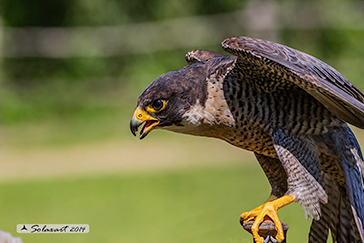 Falco pellegrino