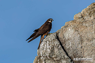 Falco della Regina; Falco eleonorae; Eleonora's falcon