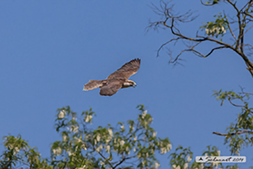 Saker falcon, Falco sacro