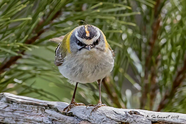 firecrest, Fiorrancino, Regulus ignicapilla