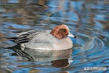 Eurasian Wigeon, Anas penelope, Fischione