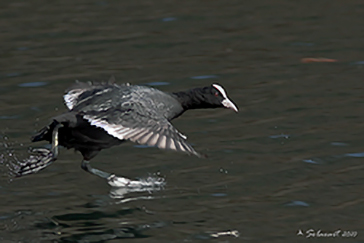 Folaga (fulica atra) - Camminare sulle acque